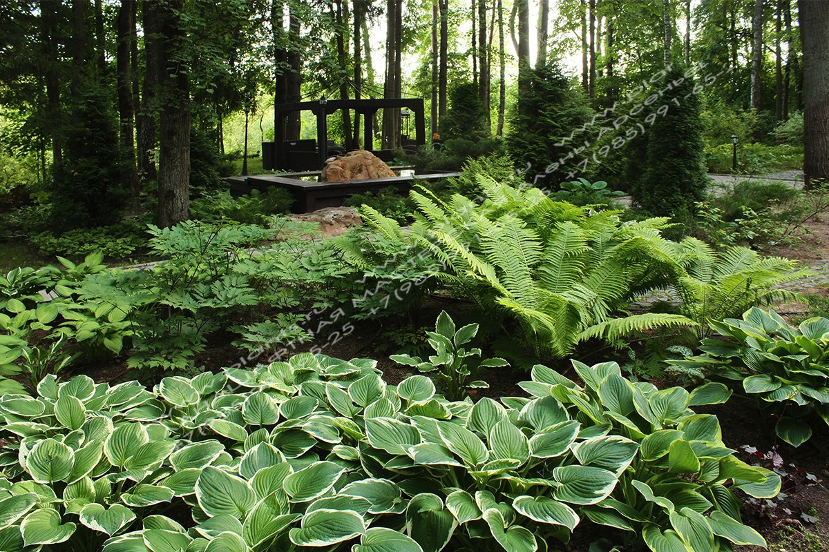 Цветник на даче - участок в лесу
